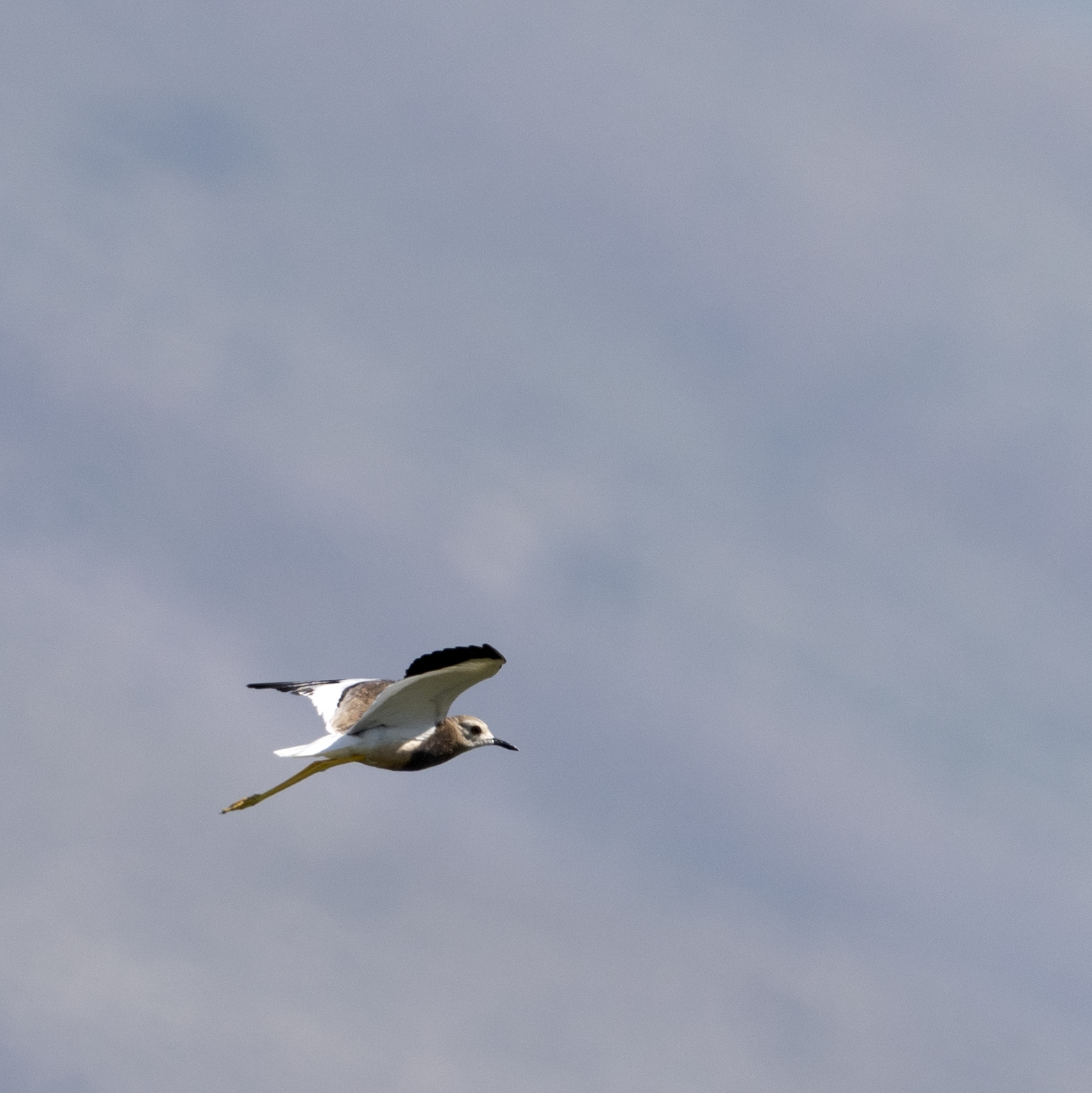 White-tailed Lapwing